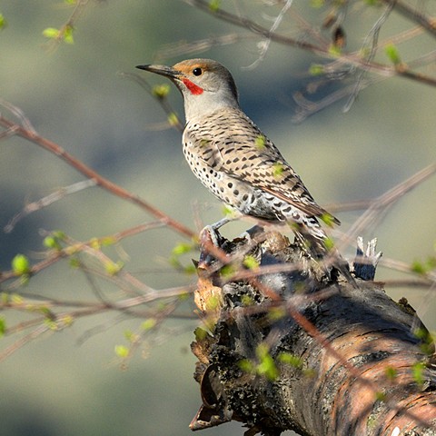 Flicker on the Lookout