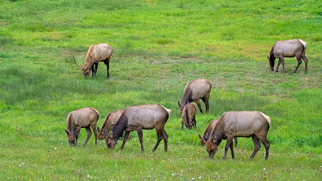 Bull Elk with Harem