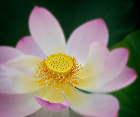 Lotus Flower

August 2012
