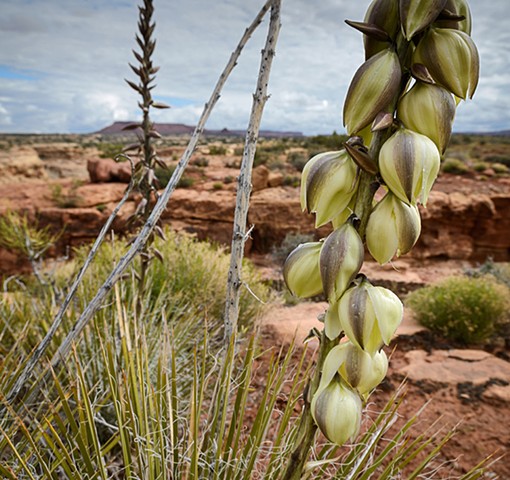 Agave Bloom - White Canyon