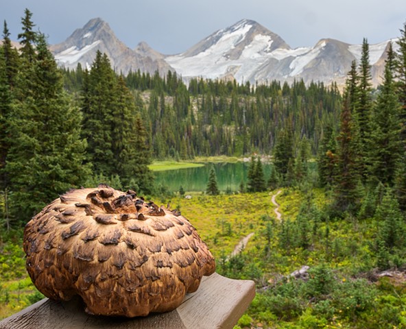 Hawks Wing or Hedgehog Mushroom