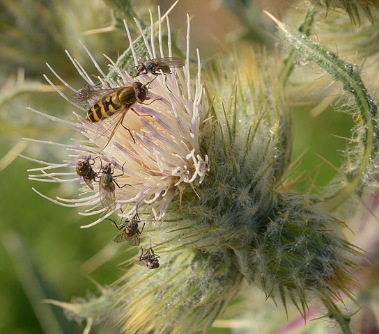 A Thistle is a busy Place!