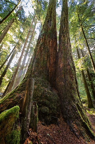 Cathedral Grove

Sep 2016