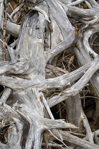 Beach Roots