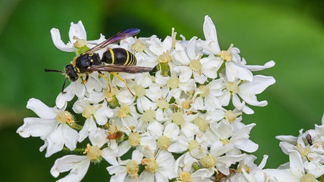 Rambling Wasp