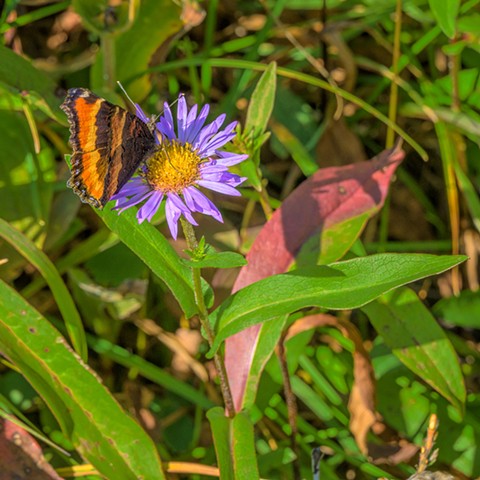 Fleabane with Friend