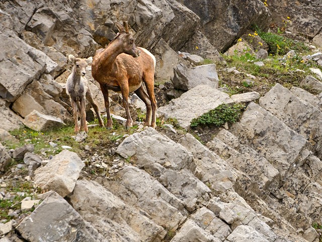 Bighorn Lamb with Mother