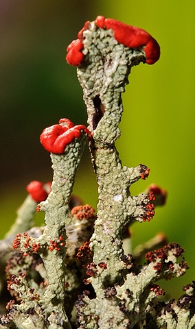 Red Fungus

2009