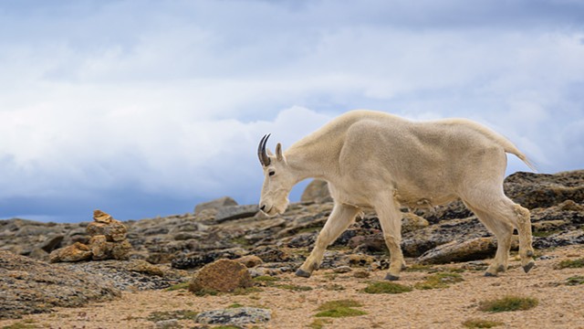 These Goats can Wander 20 km in One Day