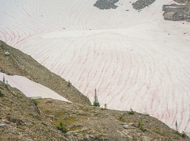 Red Warming Snow caused by Algae