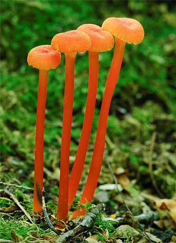 Orange Mushrooms

2009