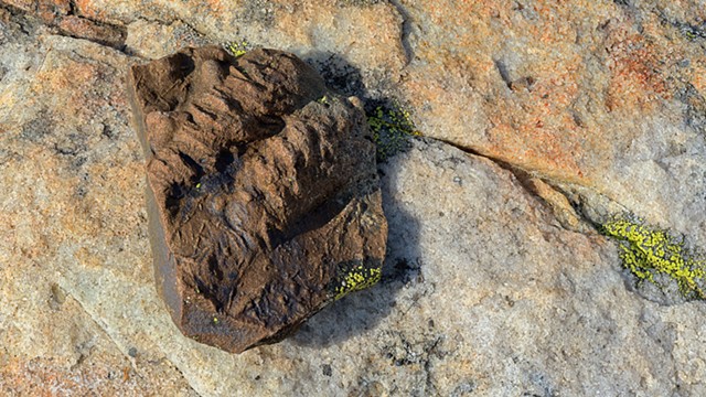 Crinoid Fossil from Trappers Pass