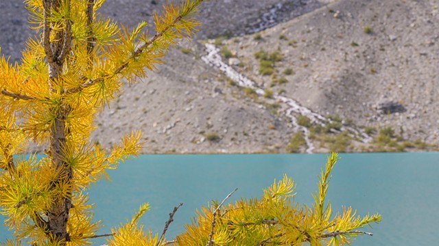 Larch Turning