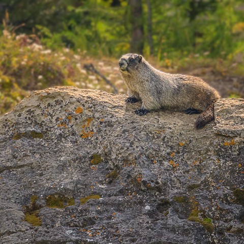 Curious Marmot