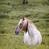 Horse at Pasture