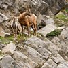 Bighorn Lamb with Mother