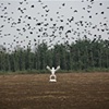 Non-Fly Series