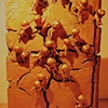 Climbing - Rocky Paths