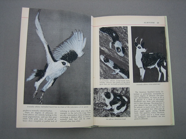 The Otis Nature Encyclopedia Volume 1