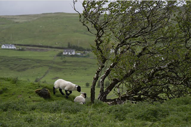 Lambs Near the Fairy Glen