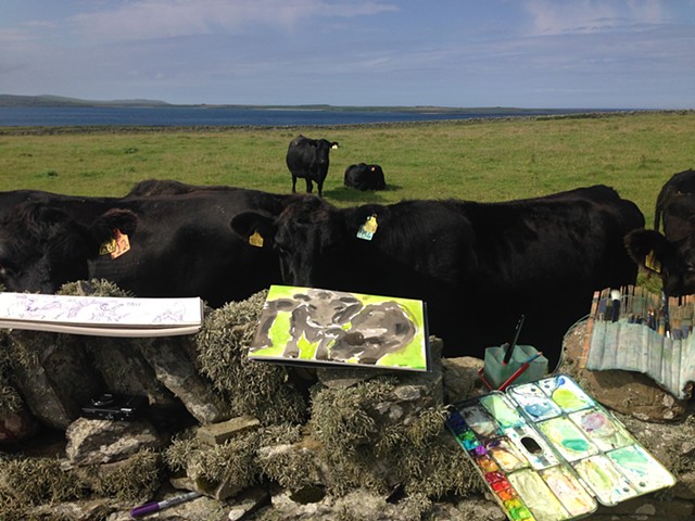Cows on Papa Westray
