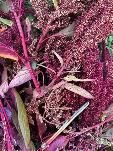 Hopi Red Dye Amaranth