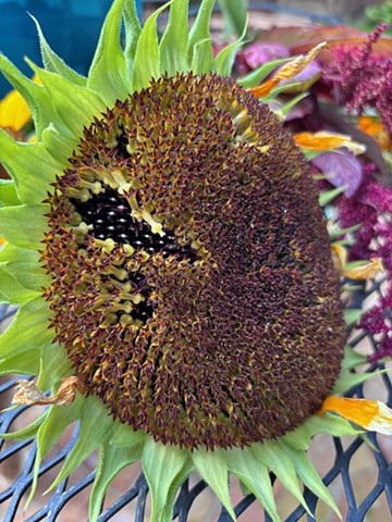 Hopi Black Dye Sunflower