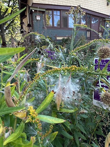 August Prairie Garden