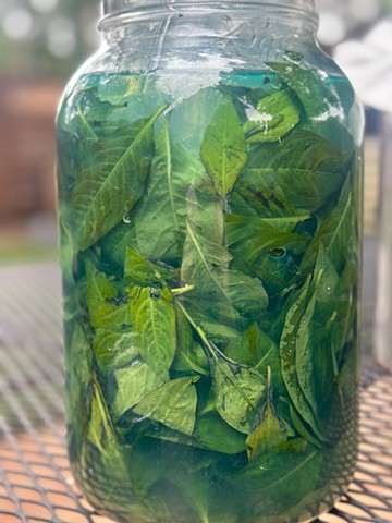 Fermenting Indigo