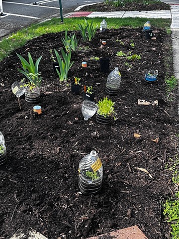 Year 2, Dye Garden planting out Winter Sown seeds