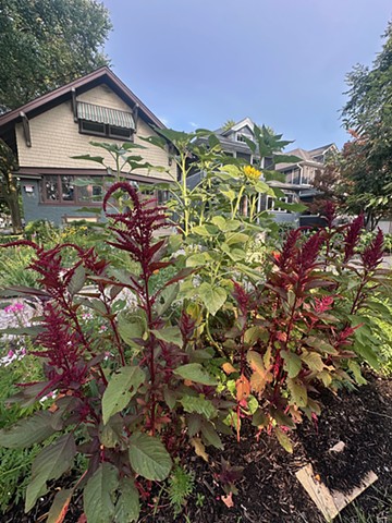 August Dye Garden