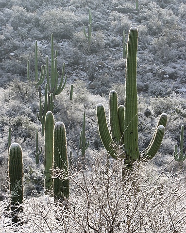 Winter Morning, Tucson, AZ