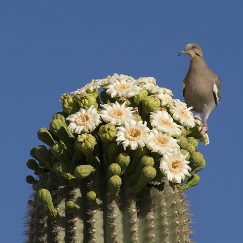 Dove in Saguaro Bonnet