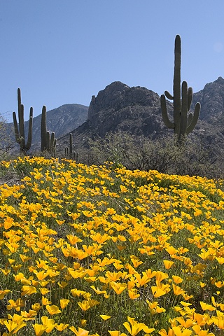 Mexican Golds, Catalina State Park, AZ