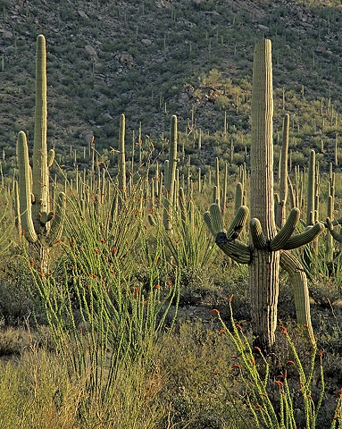 Saguaro National Park West, Tucson, AZ