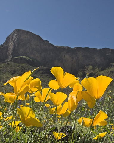 Picacho Peak Blooms, Picacho Peak State Park, AZ