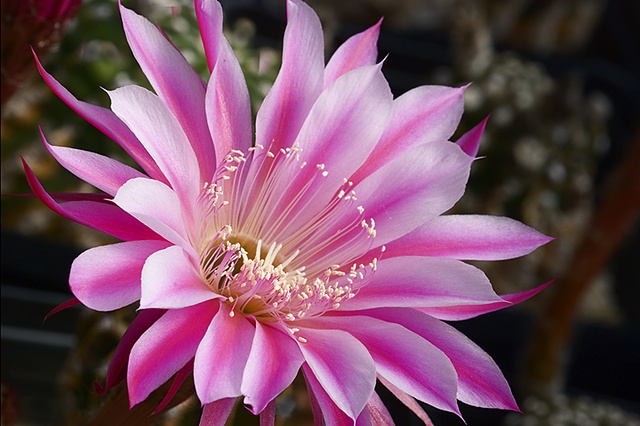 Trichocereus Blossom