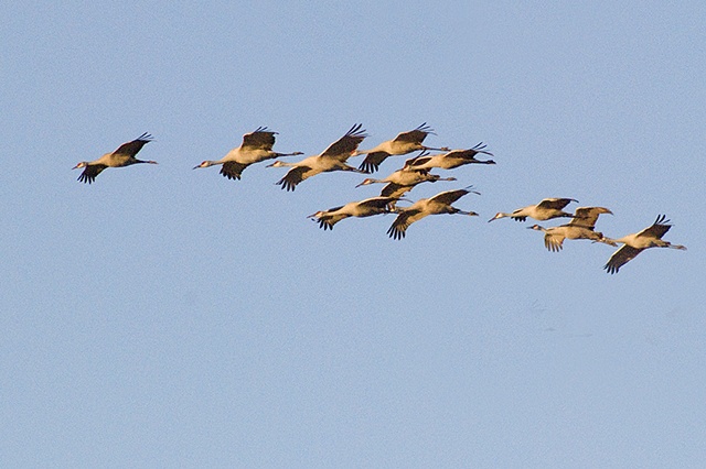 Sandhill Cranes Heading Home to Roost