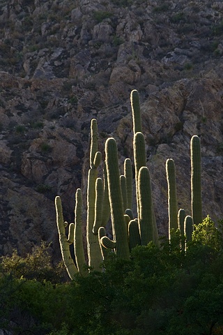 First Morning Light, Catalina State Park, Tucson, AZ