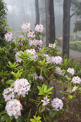 Mitchell's Rhododendrons