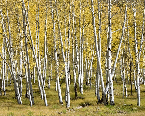 Aspen Grove, San Juan Mountains, CO