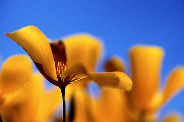 Desert Golden Poppy, Picacho Peak State Park, AZ