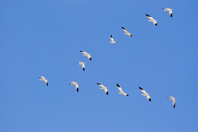 Snow Geese Flying V-Formation