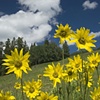 Sunflowers, Lizard Head Trailhead, CO