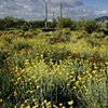 Spring in the Desert, Near Sells, AZ