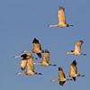 Eight Sandhill Cranes in Flight