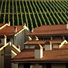 Roofs and Vineyard, Greve