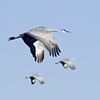 Three Sandhill Cranes Flying