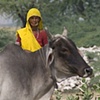 Woman With Brahma Bull