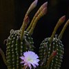 Lavender Lovinia and Cactus
